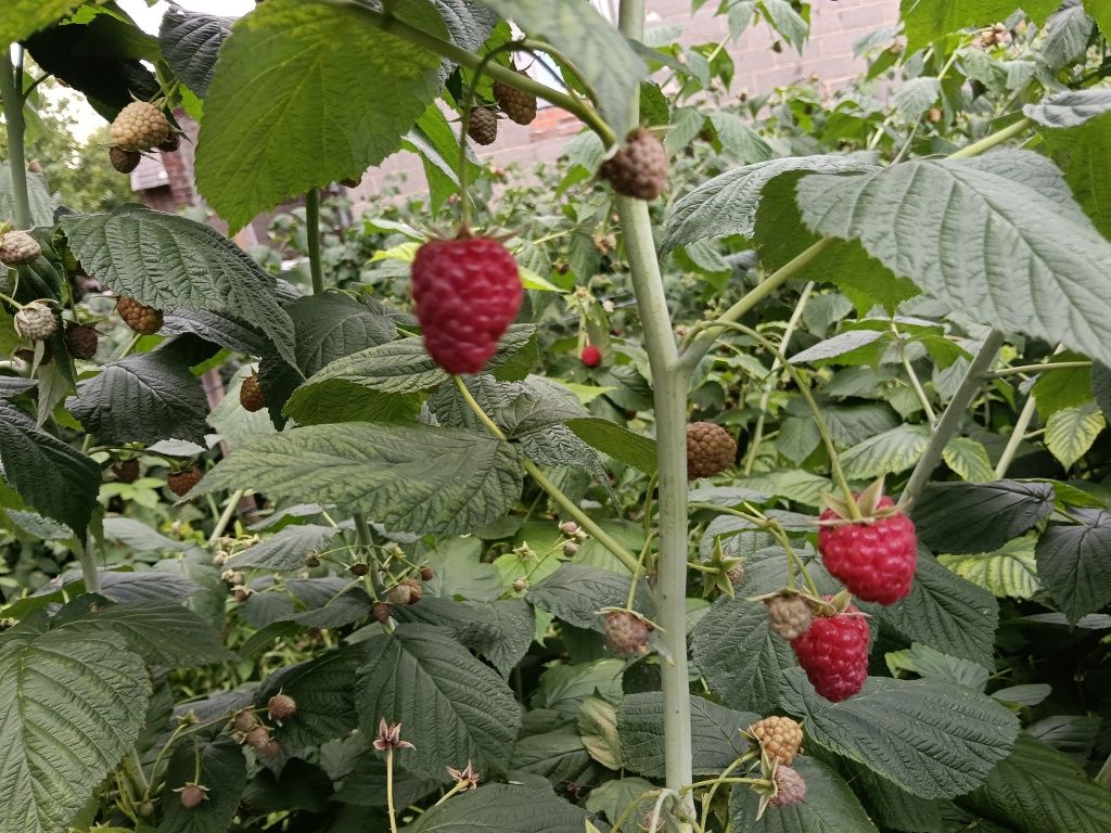 Sprzedam maliny polesie