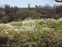 Terreno com 11 hectares - Odemira