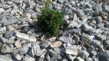 Kora kamienna gnejsowa szara brąz kamień naturalny grys biały dostawa