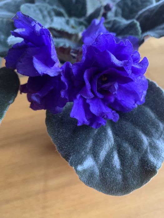 Світ сортових фіалок