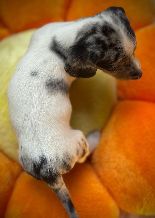 Jamnik miniaturowy piebald merle cudna sunia