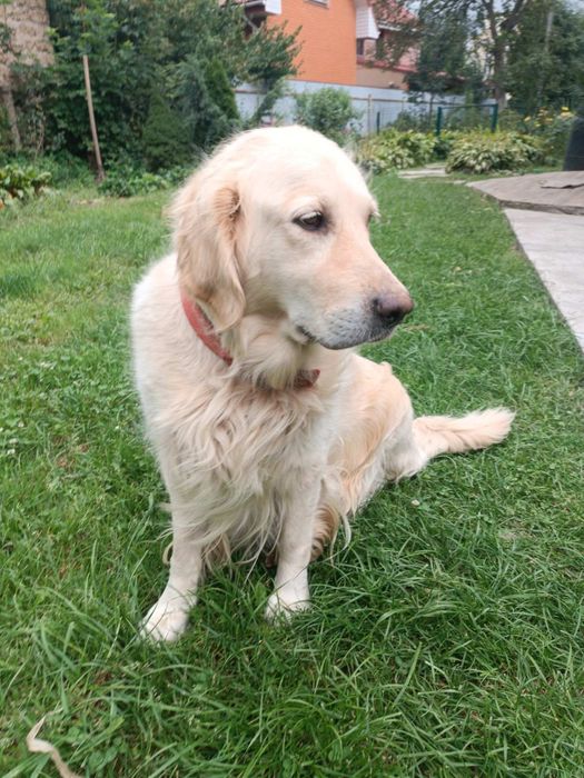 Золотистий ретривер дівчинка (діє скидка)