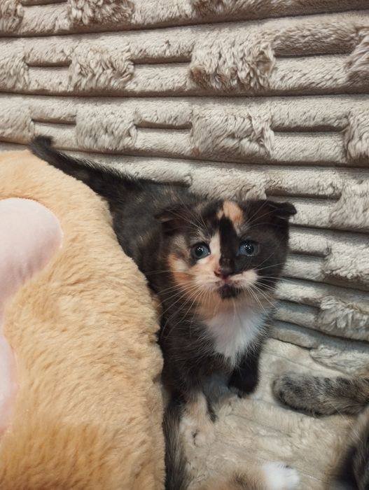 Кішечки БЕЗКОШТОВНО! В добрі руки)