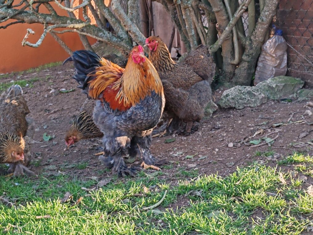 Ovos Galinhas garnizes / Brahma perdiz e light