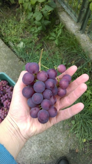 Sadzonka winorośli Swenson Red winogrono