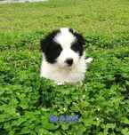 Border Collie Piesek Czarno biały BADANIA