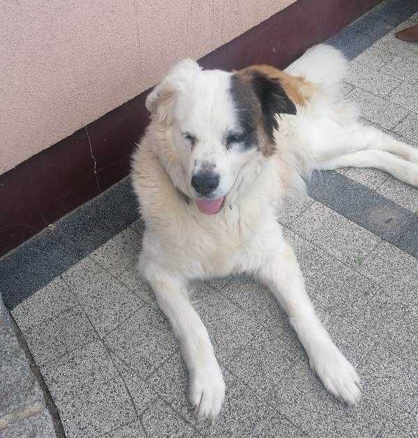 PUMBA to miła duża, rodzinna sunia