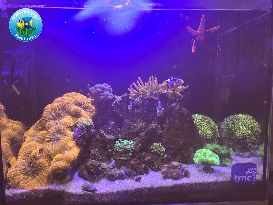 CoraL  Rhodactis