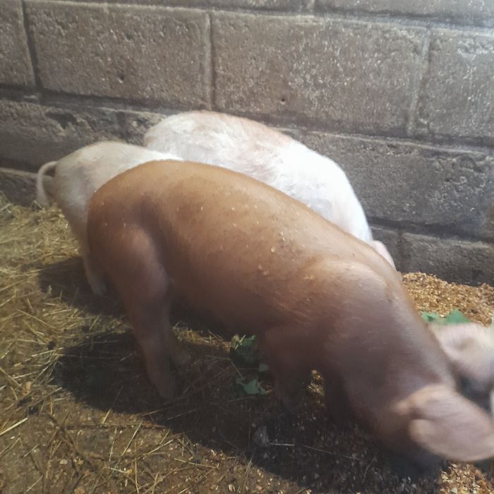 Поросята, продам домашних поросят, 2 месяца