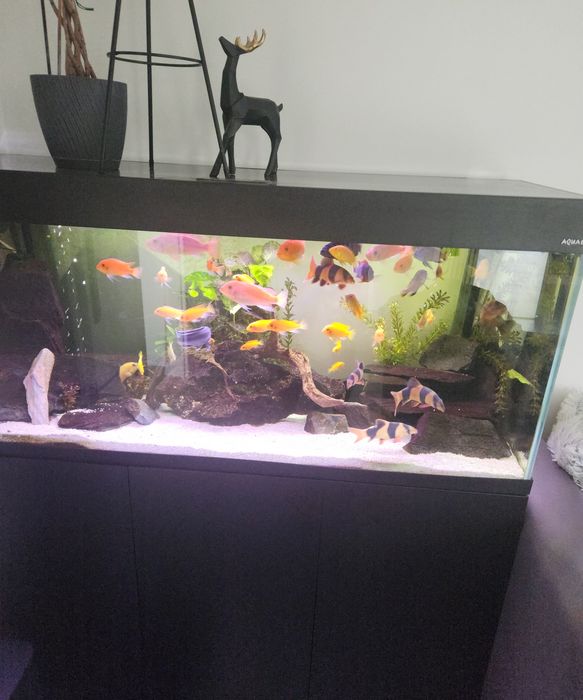 Pyszczaki ok 30 sztuk