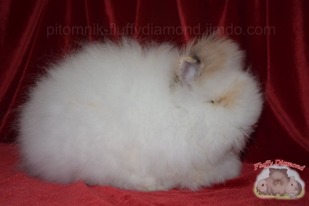 Карликовые кролики. Вислоухие NHD. Ангора. Гермелин. Крольчата