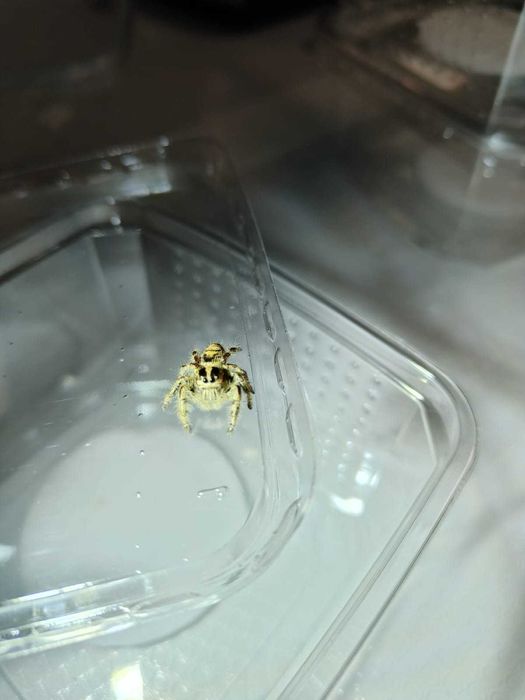 Skakun samiczki Hyllus diardi, piękne, GWARANCJA