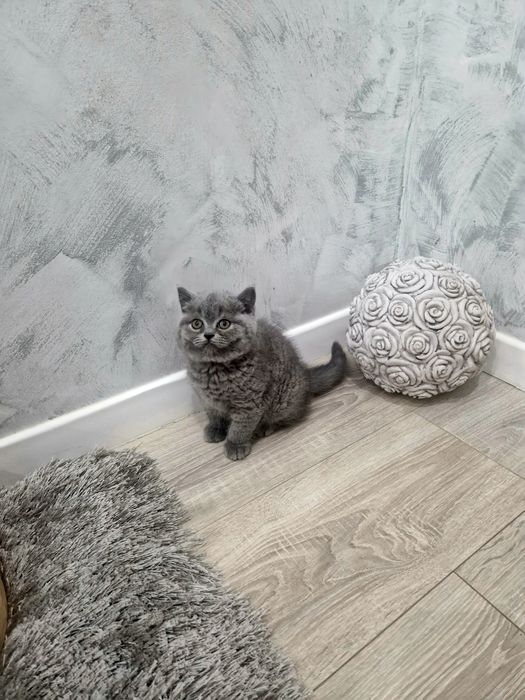 Kot Brytyjski   krótkowłosy