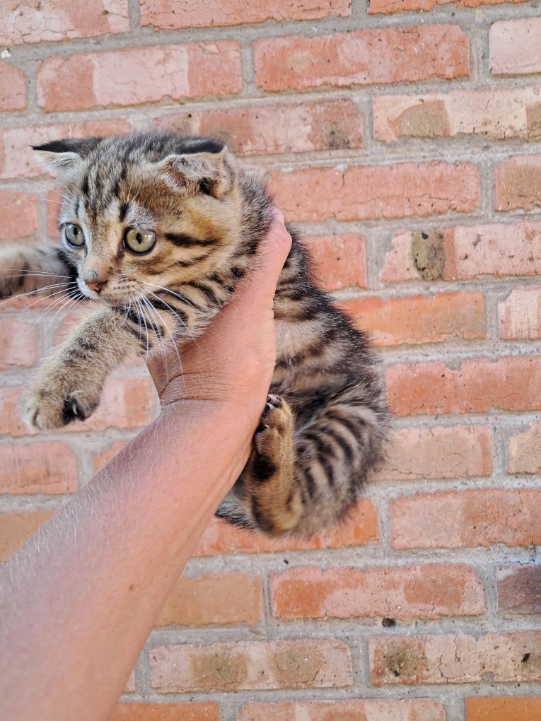 Кошеня котики висловухі безкоштовно Мала Виска