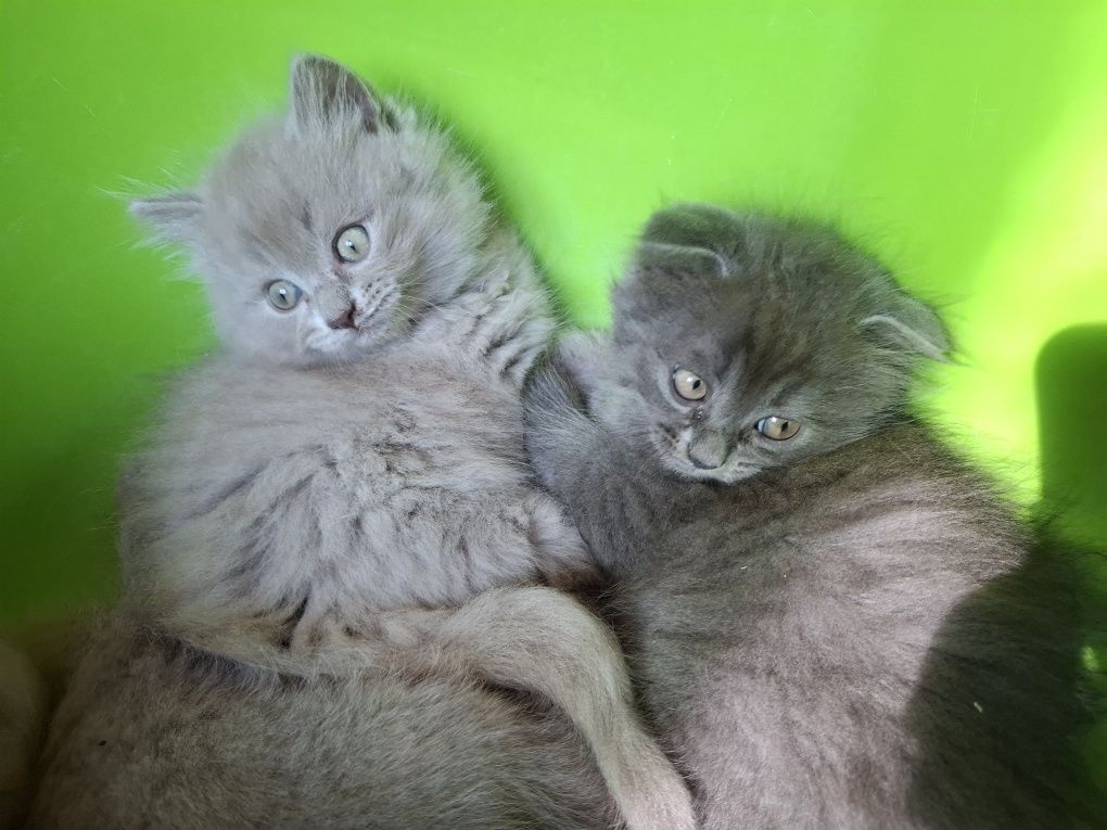Продам висловухих кошенят
