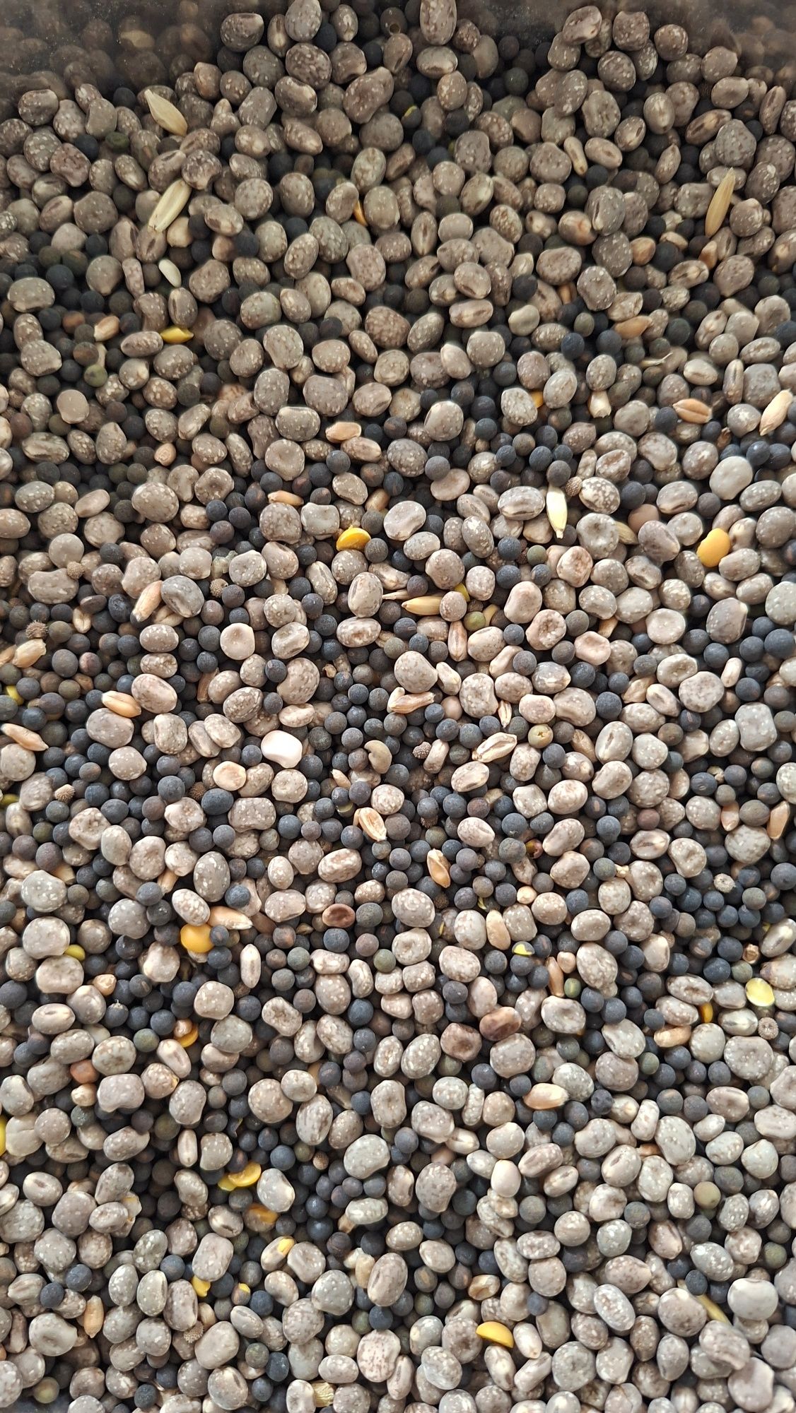 Mieszanki poplonowe gryka gorczyca rzodkiew oleista wyka łubin sorgo