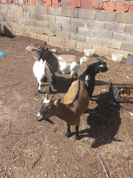 Cabrinhas micro anãs F/M