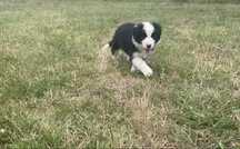 Border Collie Piesek
