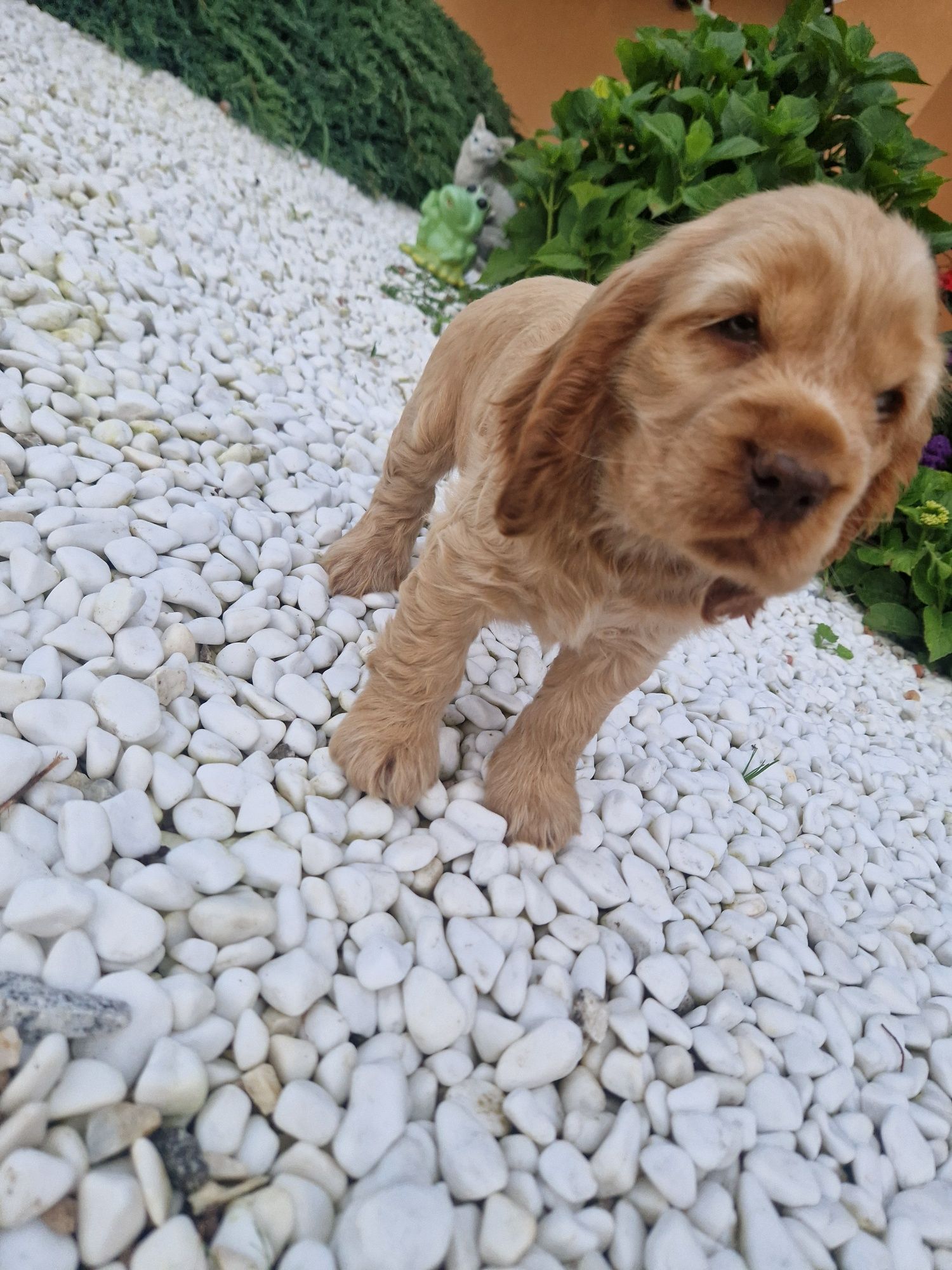 Cocker spaniel angielski