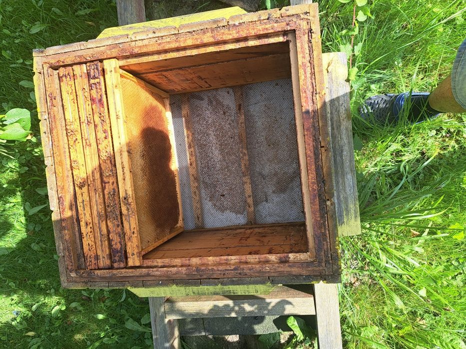 Ule wielkopolskie 12 ramkowe