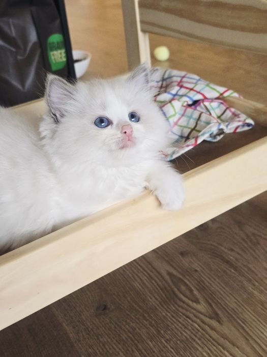 Kociak rasy ragdoll