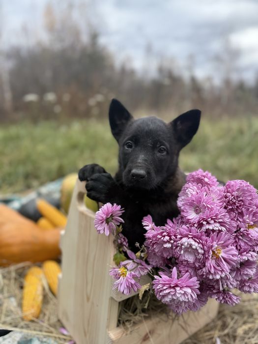 Голландська вівчарка Хердер (Не Малінуа)