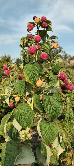 Продам Саджанці малини