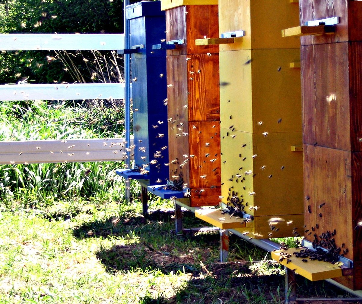 Бджолосім'ї сім'ї бджіл