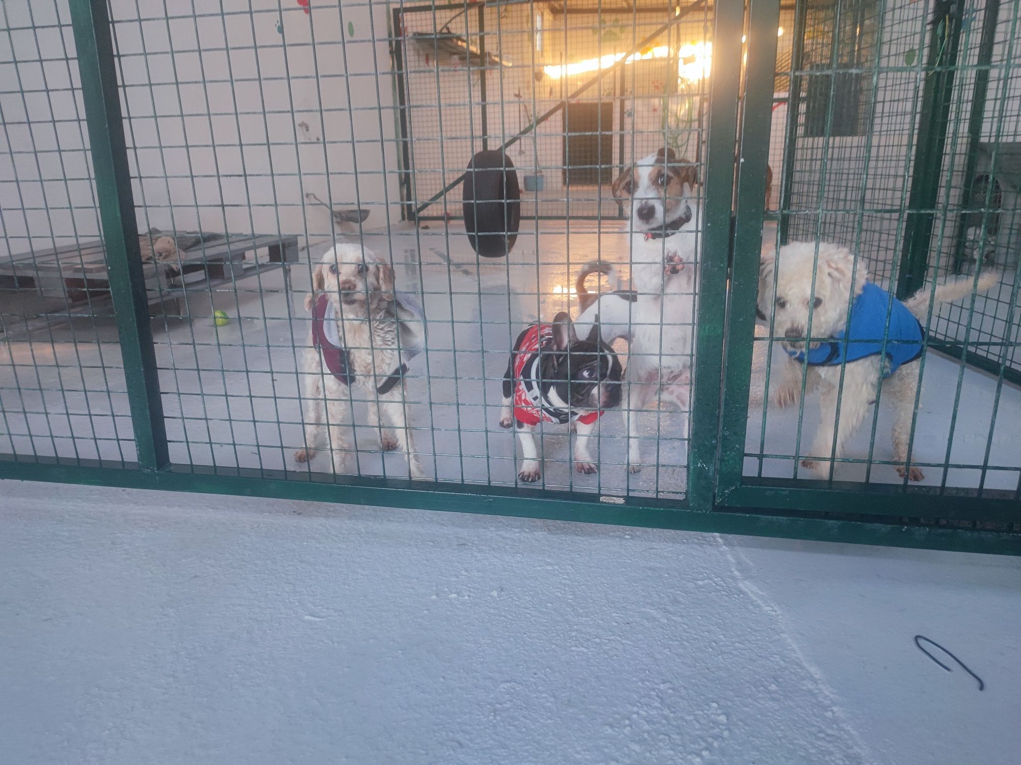 Estadia para cães