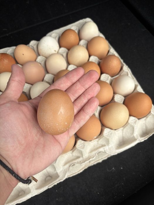 Яйце домашнє, яйця оптом , роздріб Кривий Ріг