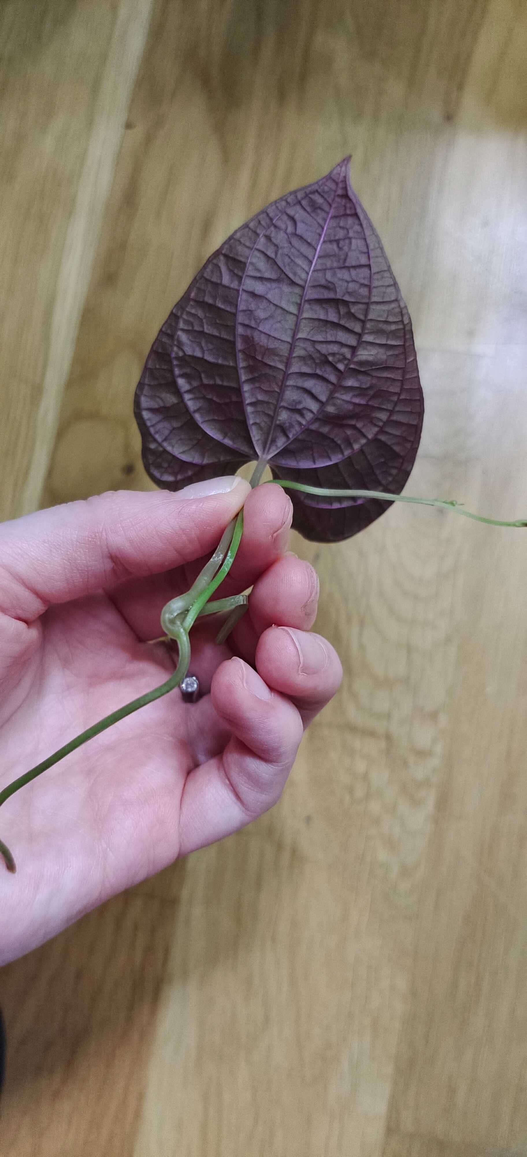 Dioscorea discolor