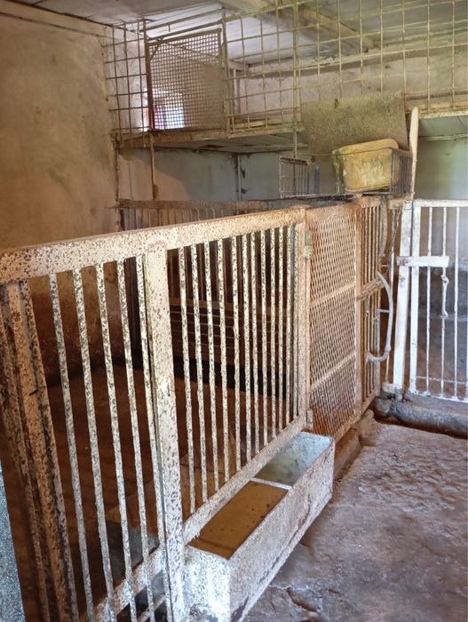 Огорожа-клітка для свиней