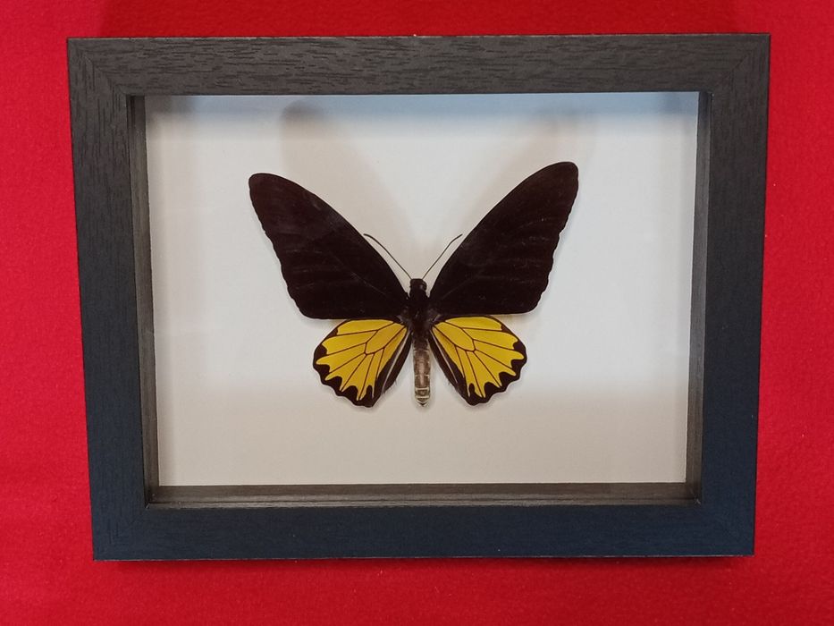 Motyl w ramce 17x22 cm . Troides Helena .