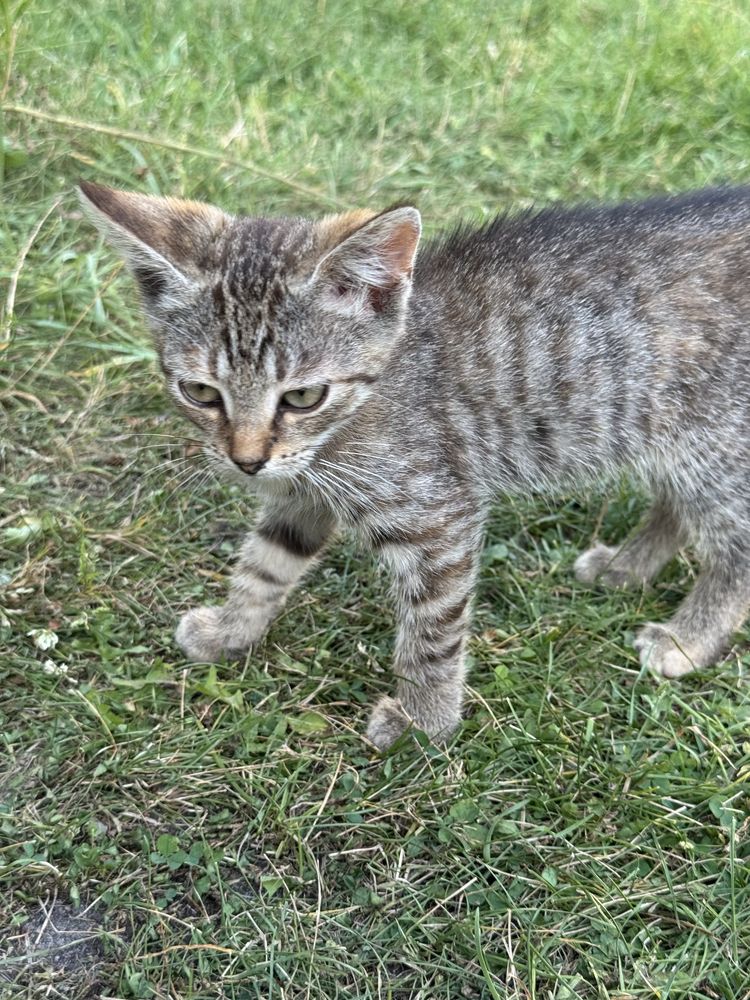 Віддам кошенят 3 місяці