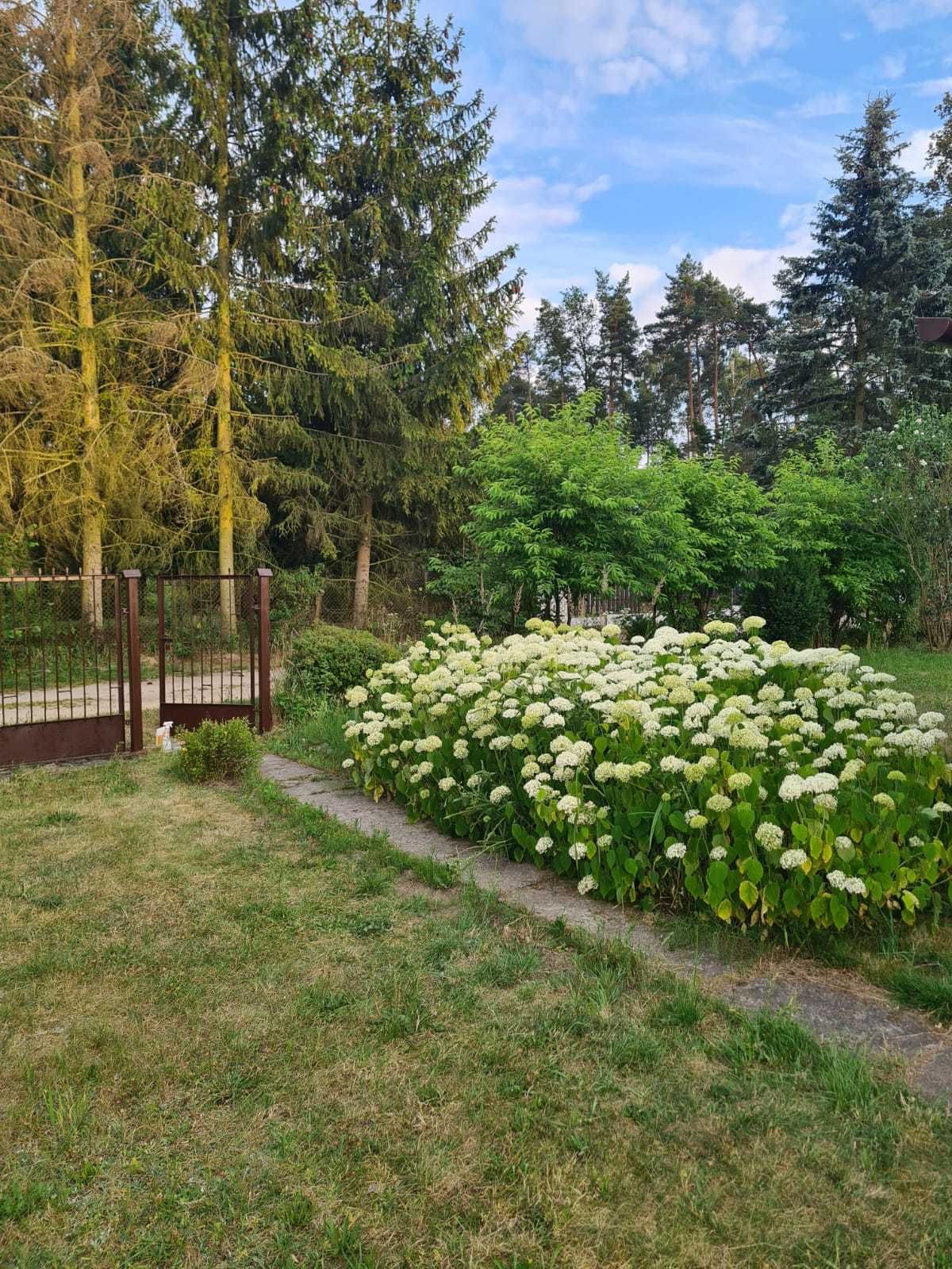 Domek letniskowy koło Konstantynowa Łódzkiego - Okołowice