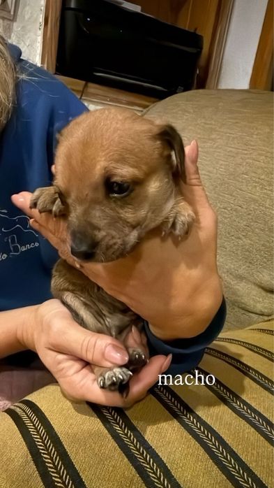 Dá se cachorrinhos nascidos a 20 de agosto porte pequeno/medio