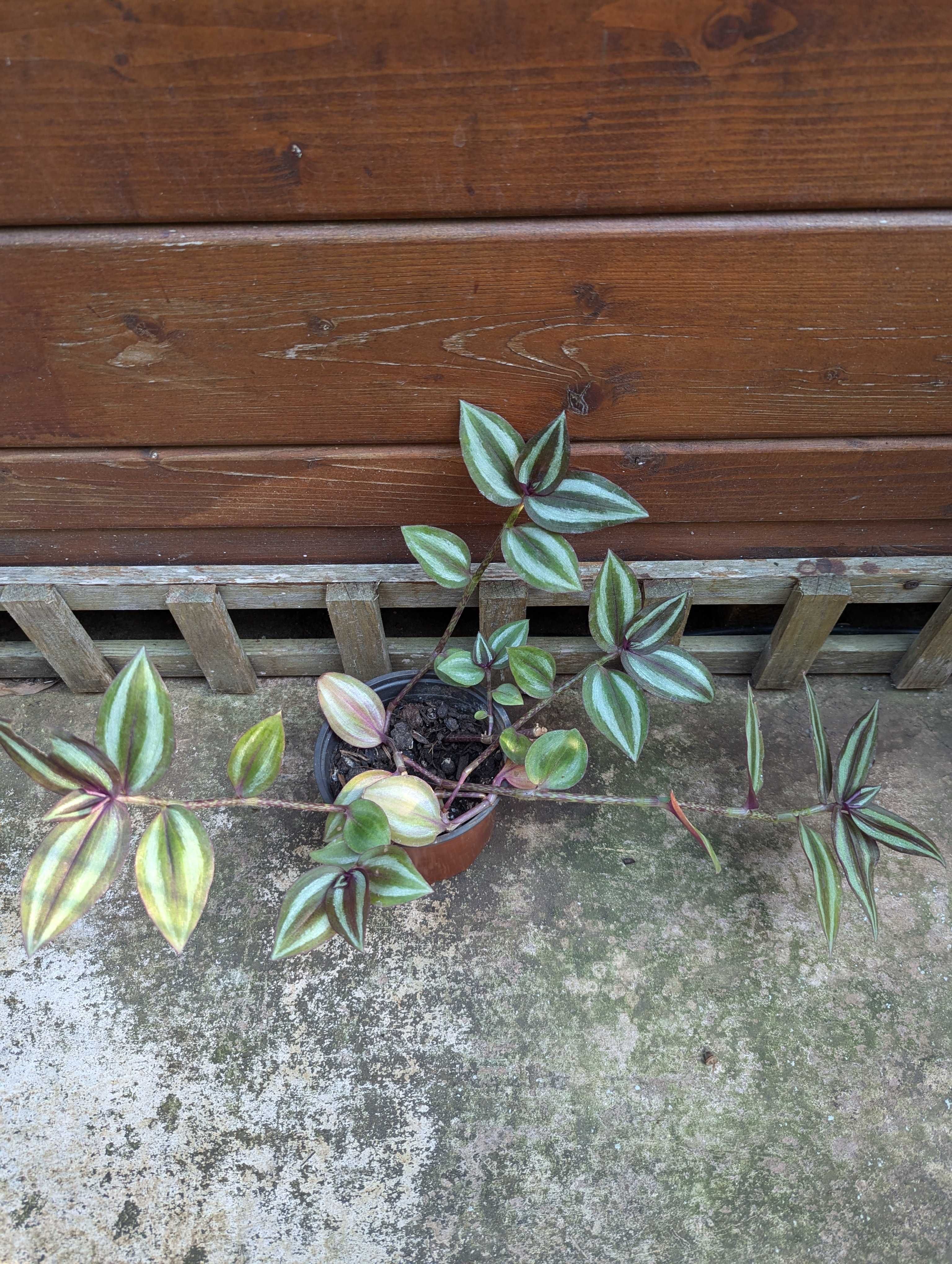 Plantas para venda! :)