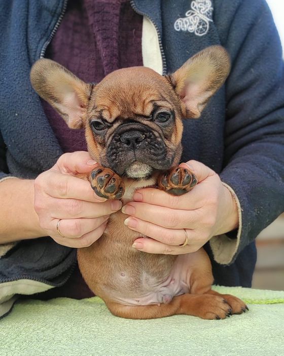 Щенки французского бульдога с документами КСУ