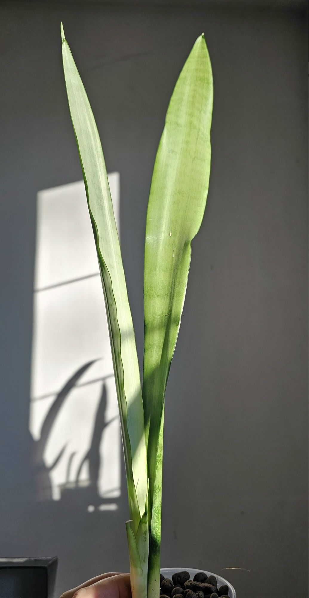 Sansevieria 'Silver Queen'  sansewieria kolekcja