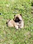 Chow Chow Szczeniaki Suczka