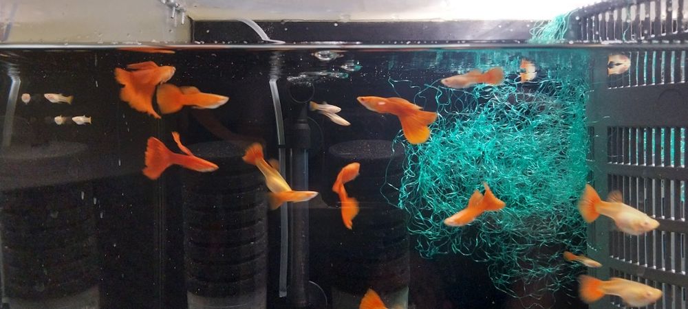 Gupik full red albino