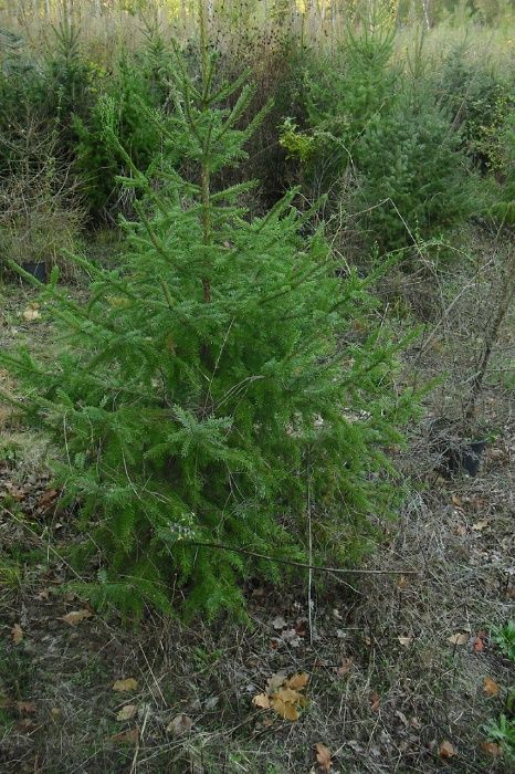 Tenho 4 pinheiros diferentes de natal ou jardim