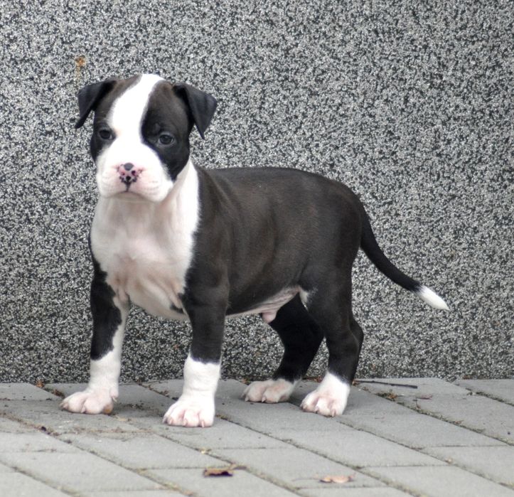 Amstaff American Staffordshire Terrier ZKWP/FCI piesek po championach
