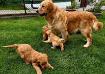 Goldendoodle f1 suczka