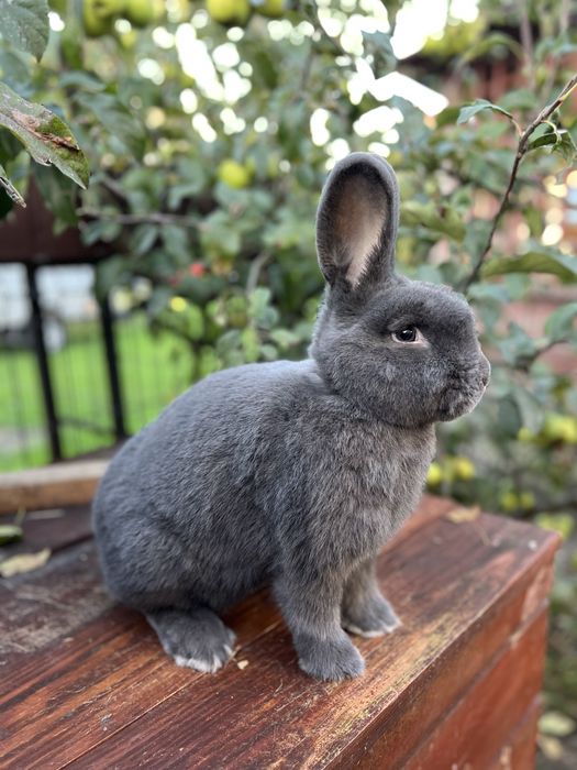 Wiedeński niebieski