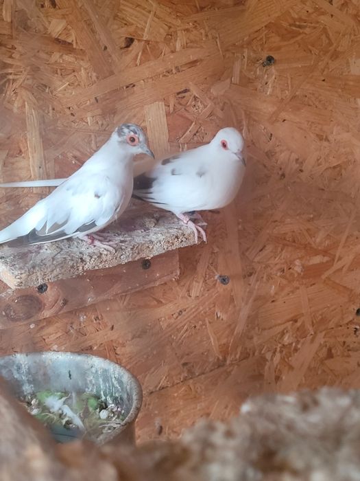 Papugi faliste faliste