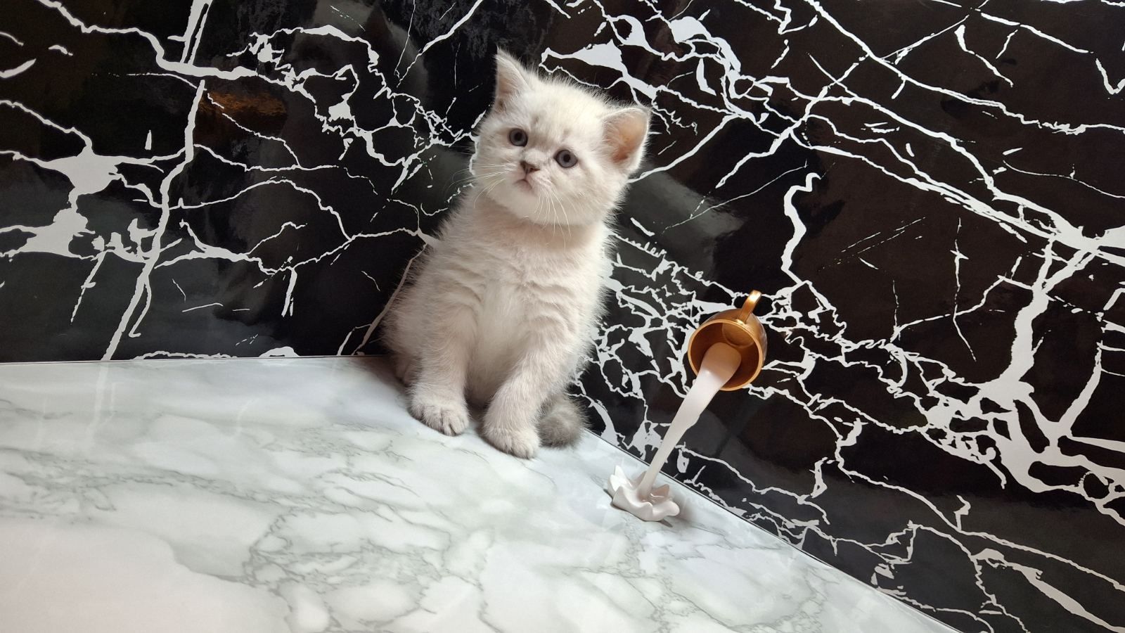 Голубоглазый котёнок
