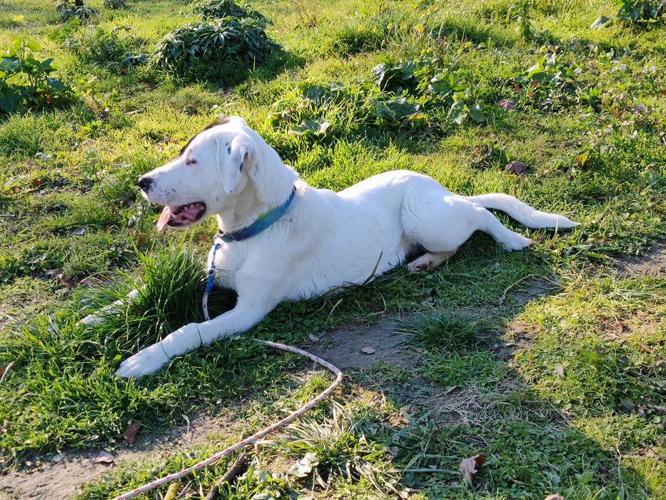 Duży szczeniak do adopcji