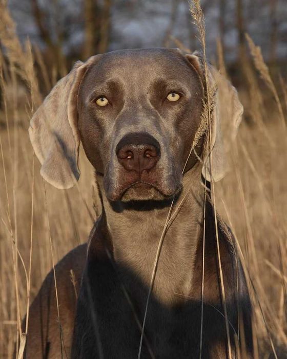 Wyżeł Weimarski - szczenię - piesek ZKwP FCI