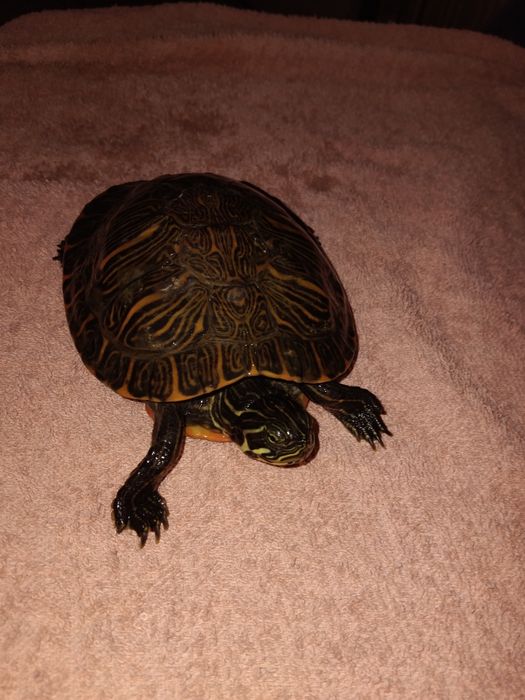 Zolw wodno ladowy chinski